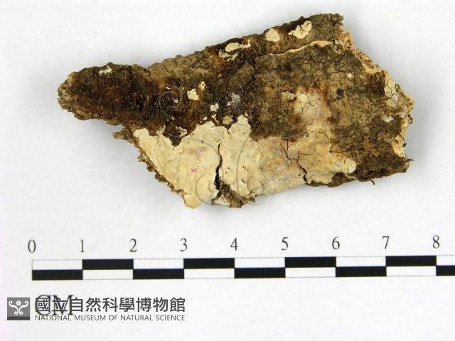 顯絲菌屬藏品圖，第1張