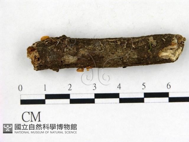 登錄號:F0022724藏品圖，第1張