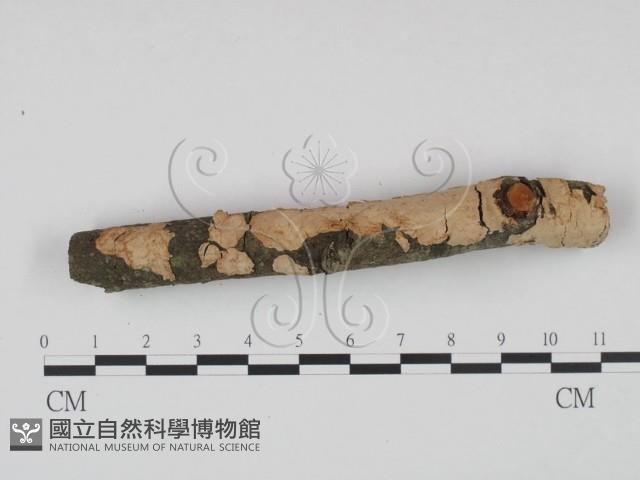 登錄號:F0002724藏品圖，第1張