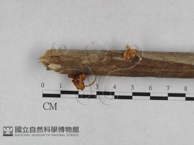 登錄號:F0012724藏品圖，第1張
