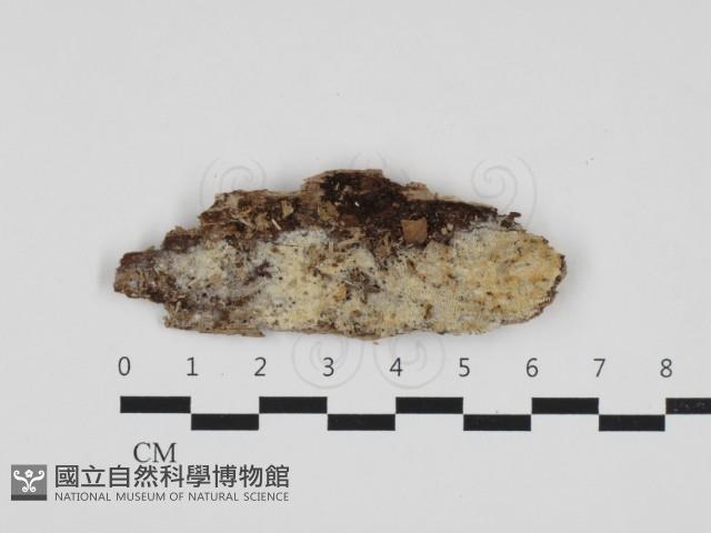 登錄號:F0032724藏品圖，第1張