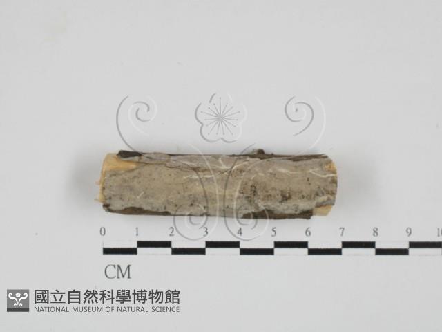 登錄號:F0027724藏品圖，第1張