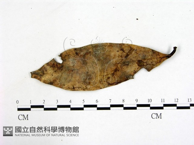 登錄號:F0007724藏品圖，第1張