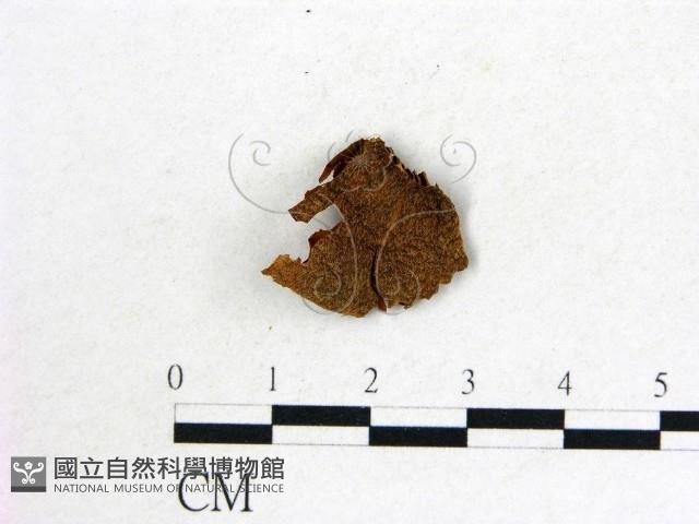 登錄號:F0017724藏品圖，第1張