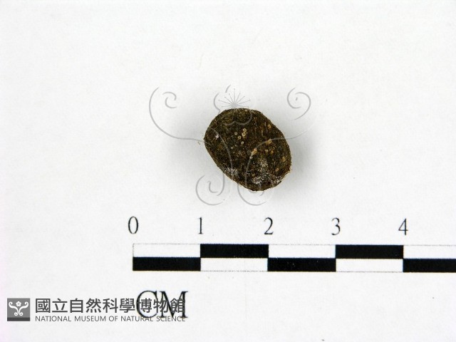 登錄號:F0005724藏品圖，第1張