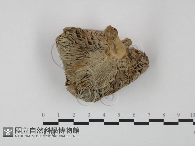 登錄號:F0009724藏品圖，第1張