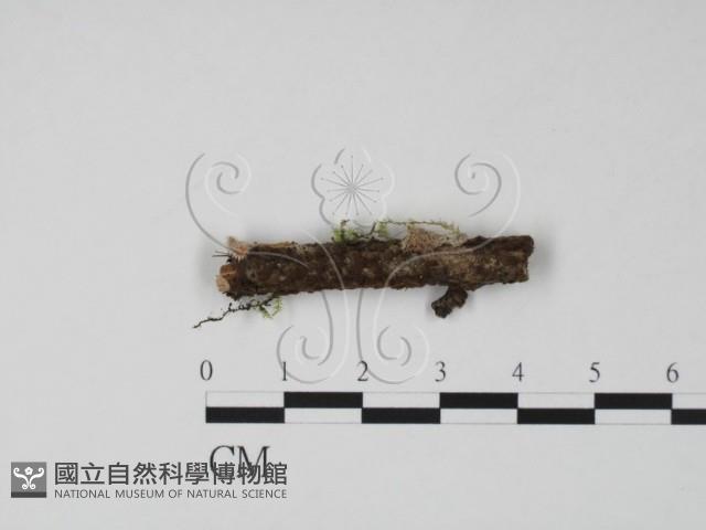 登錄號:F0019724藏品圖，第1張