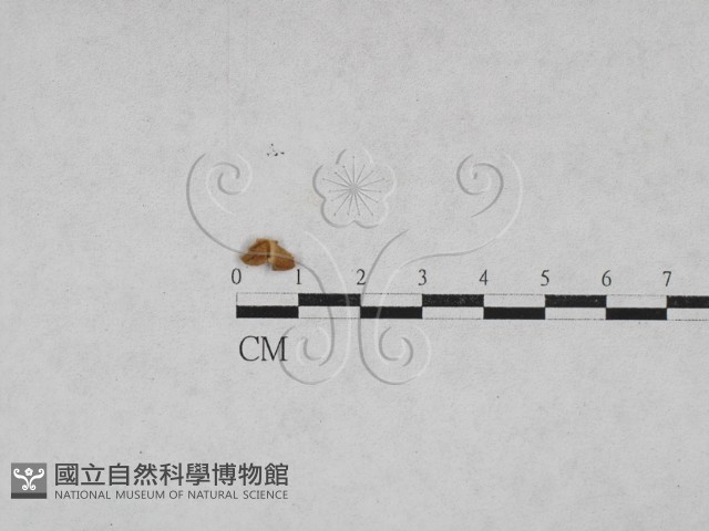 登錄號:F0023724藏品圖，第1張
