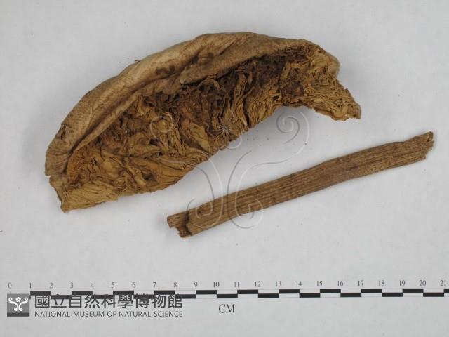 高大環柄菇藏品圖，第3張