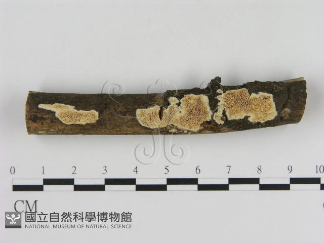 登錄號:F0013724藏品圖，第1張