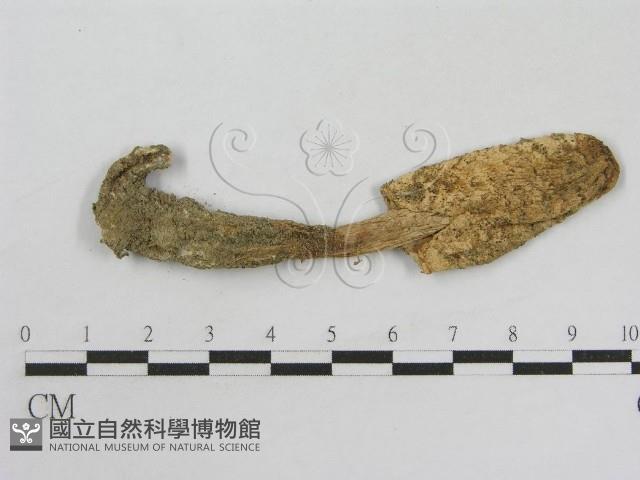 登錄號:F0008524藏品圖，第1張