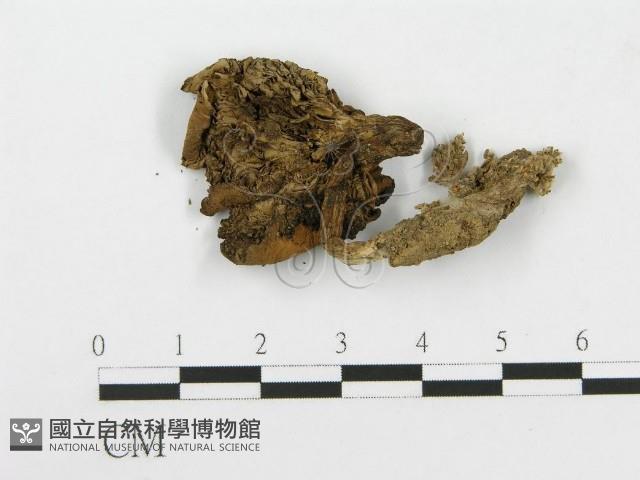 杯傘屬藏品圖，第1張