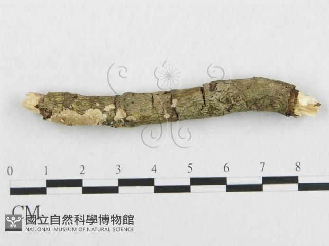 登錄號:F0000524藏品圖，第1張