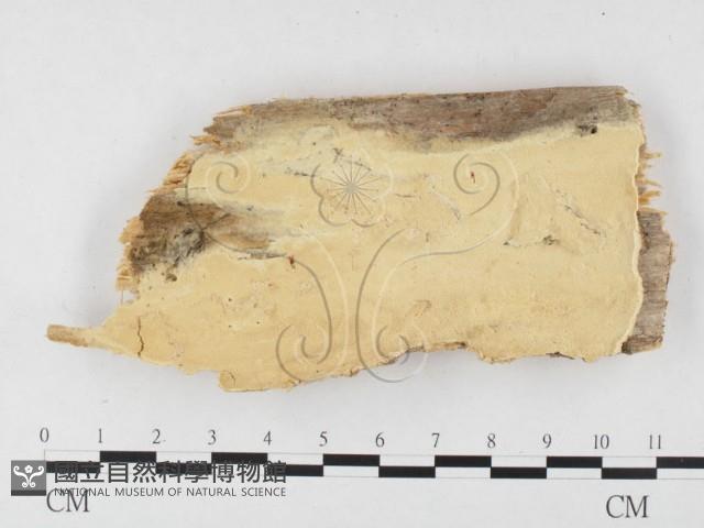 登錄號:F0026524藏品圖，第1張