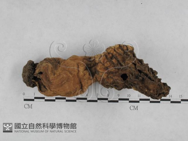 登錄號:F0016524藏品圖，第1張