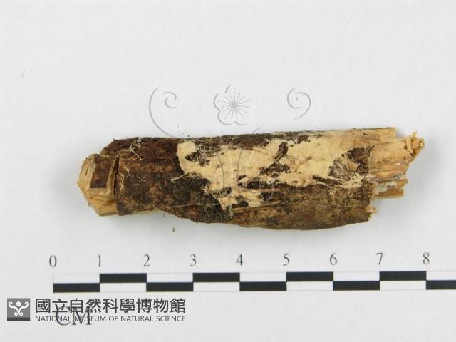 登錄號:F0001524藏品圖，第1張