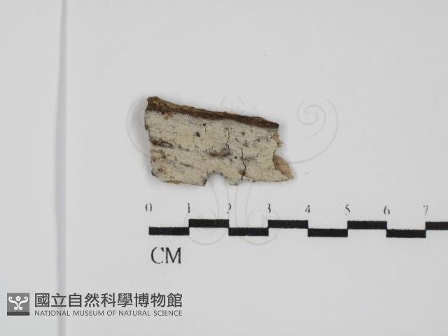 登錄號:F0031524藏品圖，第1張