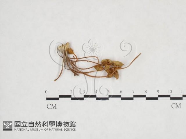 登錄號:F0024524藏品圖，第1張