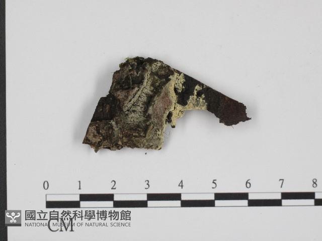 登錄號:F0004524藏品圖，第1張