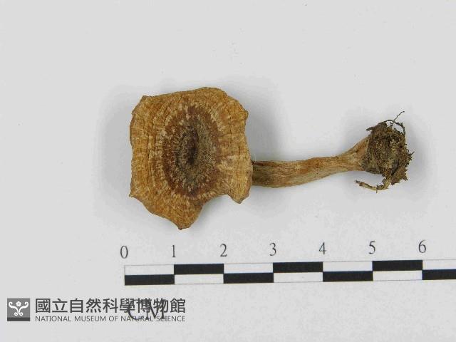 乳菇屬藏品圖，第1張