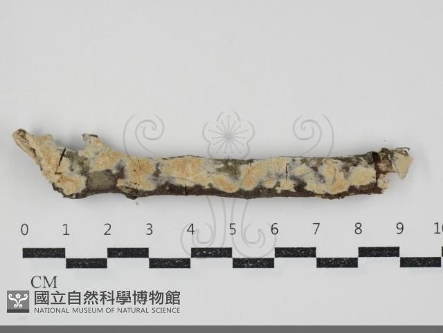 登錄號:F0034524藏品圖，第1張