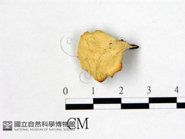 多孔菌屬藏品圖，第1張