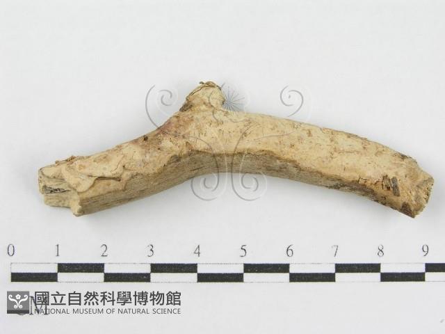 登錄號:F0002524藏品圖，第1張