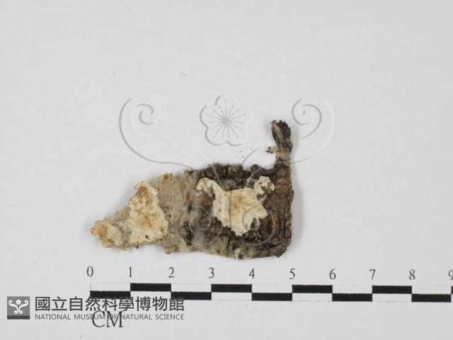 顯絲菌屬藏品圖，第1張