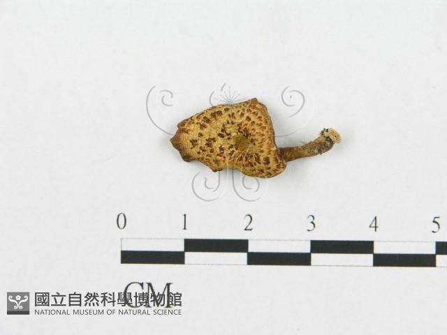 登錄號:F0007524藏品圖，第1張