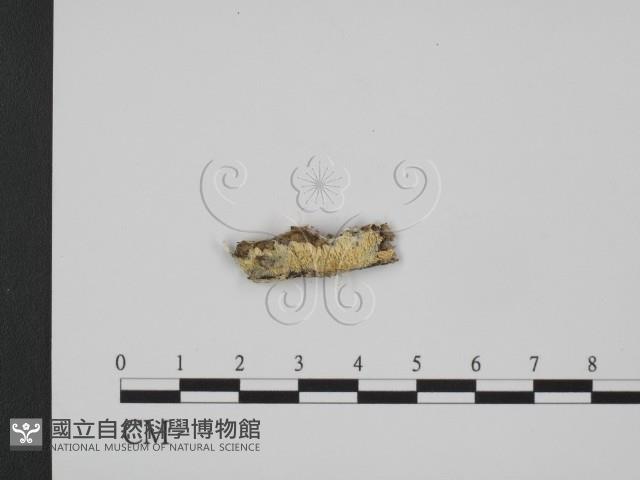 登錄號:F0017524藏品圖，第1張