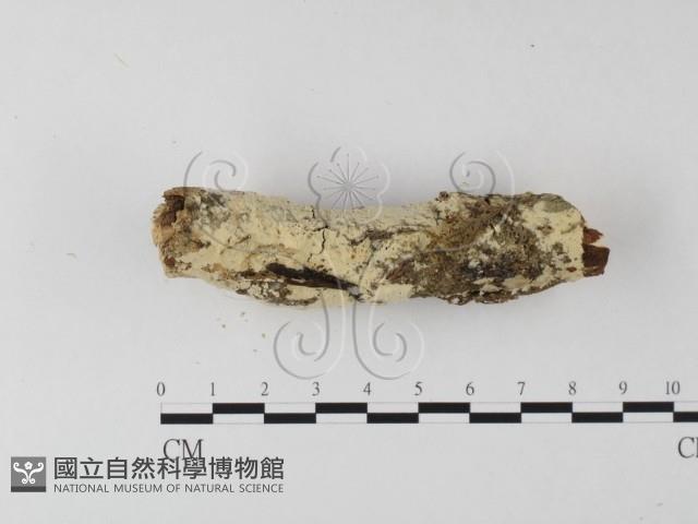 絲齒菌屬藏品圖，第1張