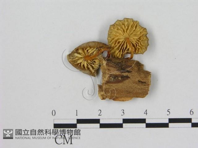 小菇屬藏品圖，第1張