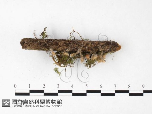 登錄號:F0015524藏品圖，第1張