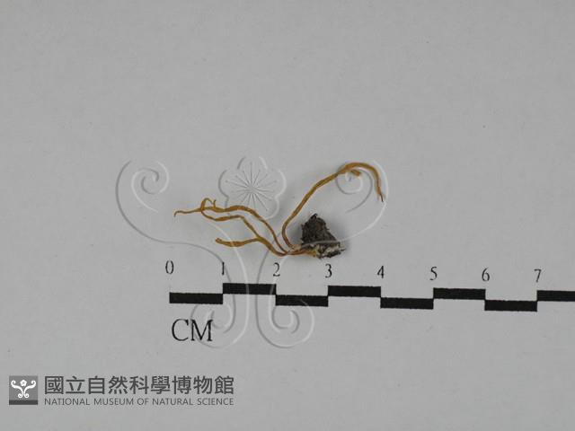登錄號:F0029524藏品圖，第1張
