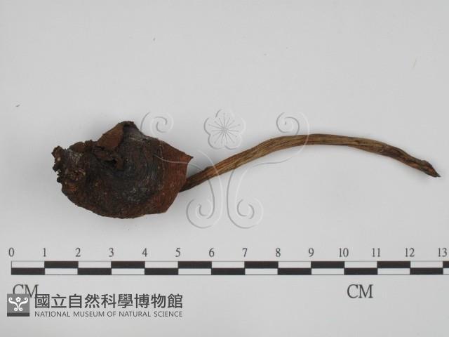 登錄號:F0023524藏品圖，第1張