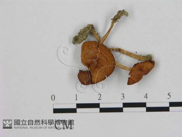 小皮傘屬藏品圖，第1張