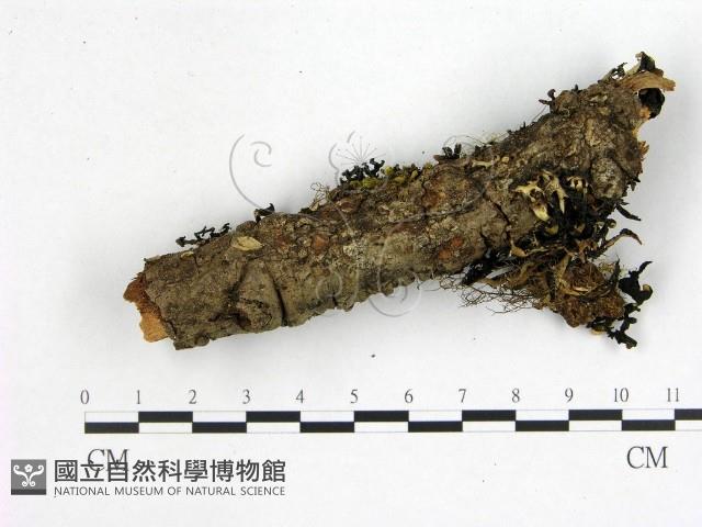 花耳屬藏品圖，第1張