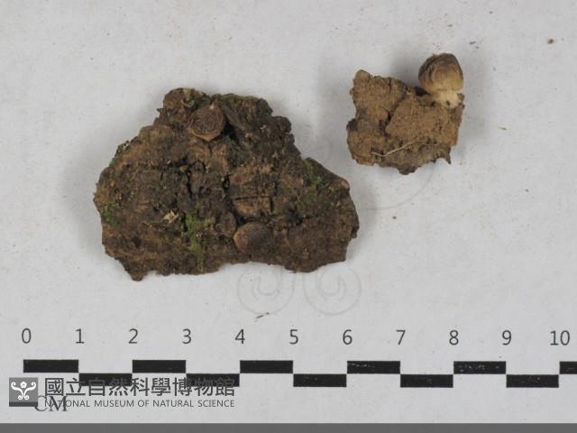 登錄號:F0033524藏品圖，第1張