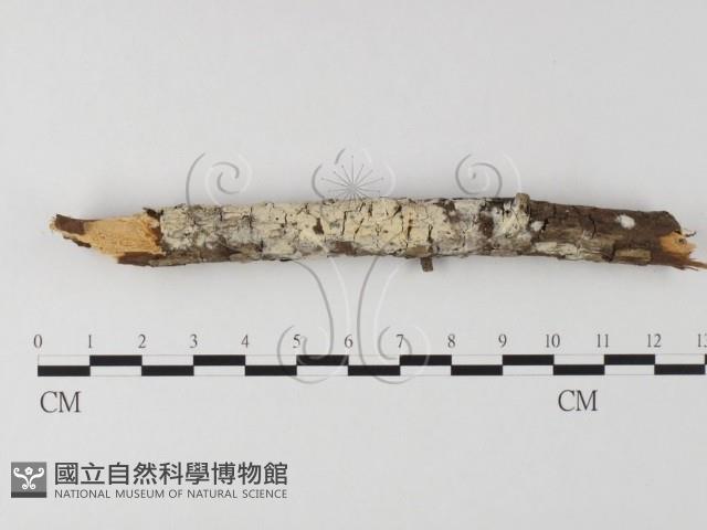 登錄號:F0020124藏品圖，第1張