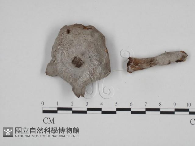 登錄號:F0010124藏品圖，第1張