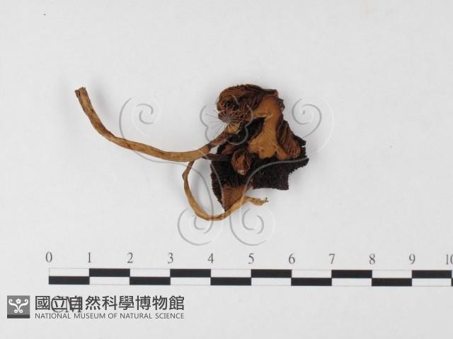 登錄號:F0026124藏品圖，第1張