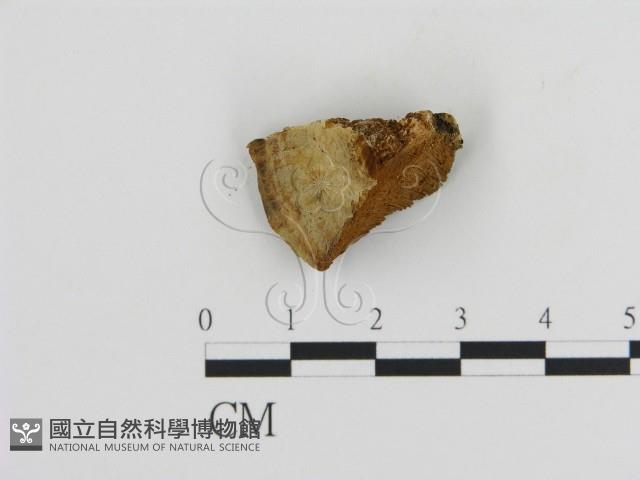 登錄號:F0006124藏品圖，第1張