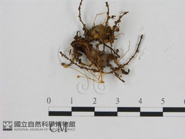 小菇屬藏品圖，第1張