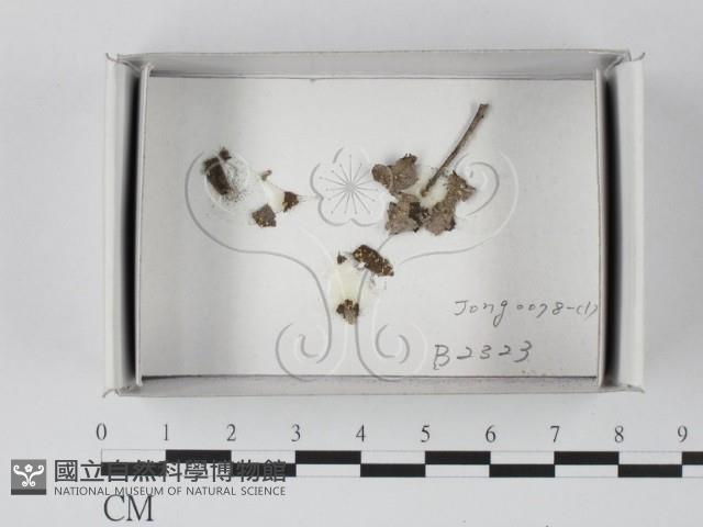 登錄號:F0021124藏品圖，第1張