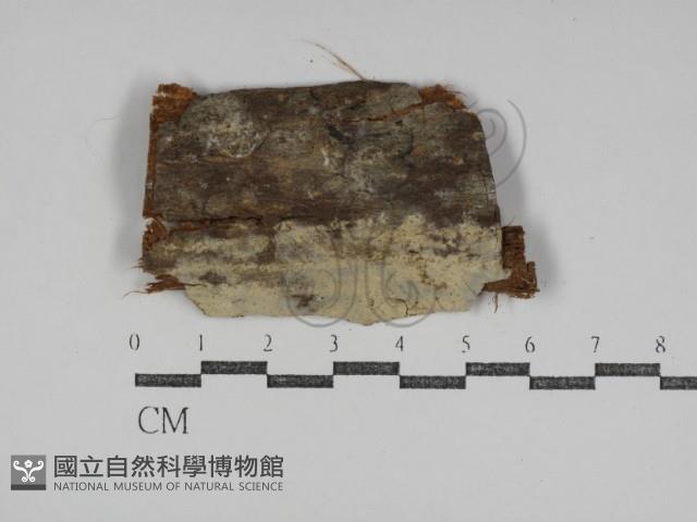 登錄號:F0031124藏品圖，第1張