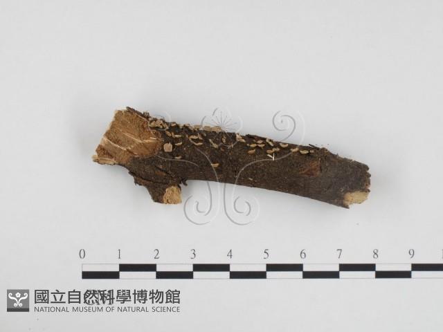 登錄號:F0024124藏品圖，第1張