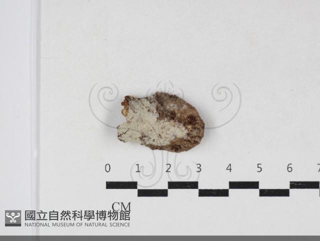 登錄號:F0034124藏品圖，第1張