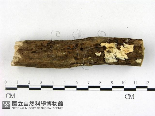 登錄號:F0022124藏品圖，第1張