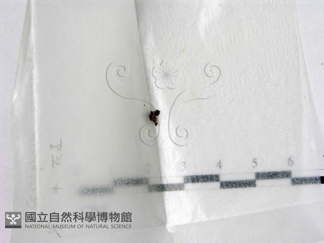 登錄號:F0002124藏品圖，第1張