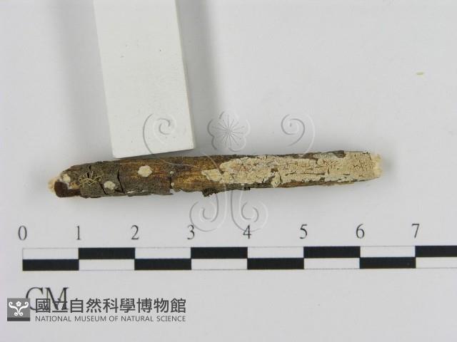 登錄號:F0012124藏品圖，第1張